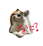 KUREO of a cat（個別スタンプ：5）