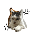 KUREO of a cat（個別スタンプ：6）