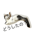 KUREO of a cat（個別スタンプ：7）