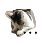 KUREO of a cat（個別スタンプ：8）