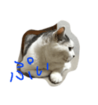 KUREO of a cat（個別スタンプ：9）