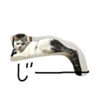 KUREO of a cat（個別スタンプ：10）