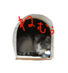 KUREO of a cat（個別スタンプ：11）