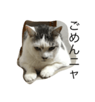 KUREO of a cat（個別スタンプ：12）
