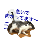KUREO of a cat（個別スタンプ：13）