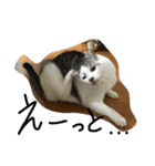KUREO of a cat（個別スタンプ：14）