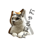 KUREO of a cat（個別スタンプ：15）