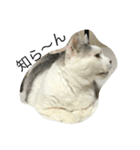 KUREO of a cat（個別スタンプ：16）