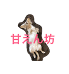 ミニチュアダックスcoco1（個別スタンプ：2）
