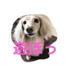 ミニチュアダックスcoco1（個別スタンプ：4）