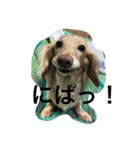 ミニチュアダックスcoco1（個別スタンプ：7）