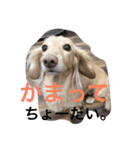 ミニチュアダックスcoco1（個別スタンプ：8）