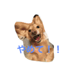 ミニチュアダックスcoco1（個別スタンプ：12）