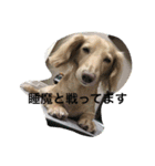 ミニチュアダックスcoco1（個別スタンプ：13）