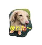 ミニチュアダックスcoco1（個別スタンプ：14）