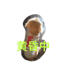 ミニチュアダックスcoco1（個別スタンプ：15）