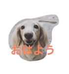 ミニチュアダックスcoco1（個別スタンプ：16）