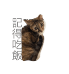 Lazy Love Neko（個別スタンプ：1）