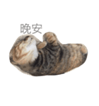 Lazy Love Neko（個別スタンプ：2）
