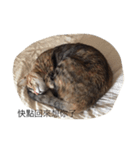Lazy Love Neko（個別スタンプ：3）