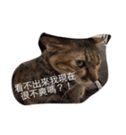 Lazy Love Neko（個別スタンプ：11）
