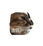 Lazy Love Neko（個別スタンプ：16）