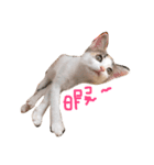 ミケニコ（個別スタンプ：1）