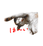 ミケニコ（個別スタンプ：2）