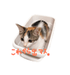 ミケニコ（個別スタンプ：6）