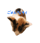ミケニコ（個別スタンプ：7）