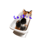 ミケニコ（個別スタンプ：8）