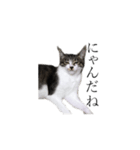 飼い猫のくり（個別スタンプ：2）