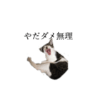飼い猫のくり（個別スタンプ：6）