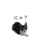 飼い猫のくり（個別スタンプ：8）