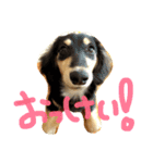 my love animals（個別スタンプ：1）