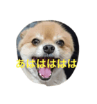 フレブルとポメとチワワ（個別スタンプ：3）