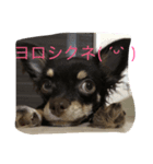 フレブルとポメとチワワ（個別スタンプ：6）