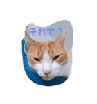 ねこキッド（個別スタンプ：1）