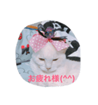 ねこキッド（個別スタンプ：2）