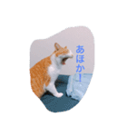 ねこキッド（個別スタンプ：3）