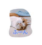 ねこキッド（個別スタンプ：4）