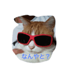 ねこキッド（個別スタンプ：6）