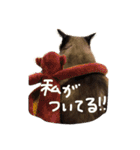 はなにゃんこ（個別スタンプ：6）