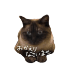はなにゃんこ（個別スタンプ：10）