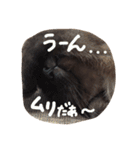 はなにゃんこ（個別スタンプ：15）