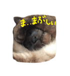 はなにゃんこ（個別スタンプ：16）