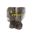 はなにゃんこ（個別スタンプ：22）