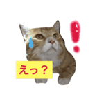 家の可愛いユズくん♡（個別スタンプ：13）