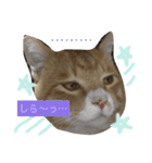家の可愛いユズくん♡（個別スタンプ：16）