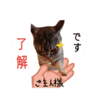 ネコのひなちゃん サバトラスタンプ（個別スタンプ：6）